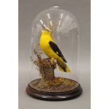 A taxidermy specimen of a golden oriole (oriolus oriolus), set in a naturalistic setting,