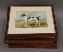 A set of eight 19th century prints of Dogs, each framed and glazed. Each 33 x 28.5 cm.