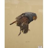 MATTHEW HILLIER, Still Life of a Bird, watercolour, signed, framed and glazed. 37.5 x 46.5 cm.