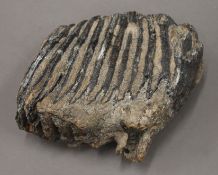 A mammoth tooth section. 15 cm long.