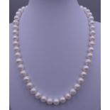 A pearl necklace with a 14 ct gold clasp. 44 cm long.