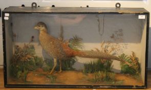 A taxidermy specimen of an Golden Pheasant, in a naturalist setting,