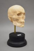 A plaster study of a skull on a stand. 36.5 cm high overall.