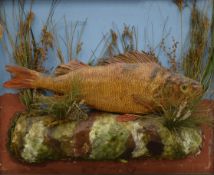 A taxidermy specimen of a perch mounted in a frame. 49 cm wide overall.