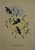 J GOULD, a pair of Bird prints, each framed and glazed. 33 x 46.5 cm.