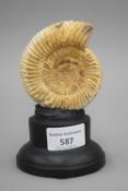 An Upper Jurassic 160 million years old ammonite mounted on a later display plinth.
