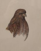 A pastel sketch of a Hawk, signed Ray and dated '85, framed and glazed. 17.5 x 22 cm.