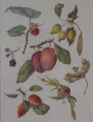 ROSAMUND ULPH, Still Life of Various Fruit, watercolour, signed with monogram, framed and glazed.