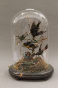 A Victorian glass dome of taxidermy specimen birds, the base with inset music box playing two airs.