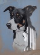 P J ROWLES CHAPMAN, A Portrait of a Border Collie, watercolour, signed, framed and glazed.