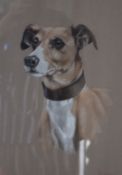 P J ROWLES CHAPMAN, A Portrait of a Whippet, watercolour, signed, framed and glazed. 28 x 40 cm.