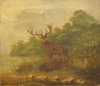 G MENN, Stag, oil on canvas, signed, unframed. 35.5 x 30.5 cm.