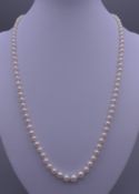 A pearl necklace with diamond and sapphire set 18 ct white gold clasp. Approximately 50 cm long.