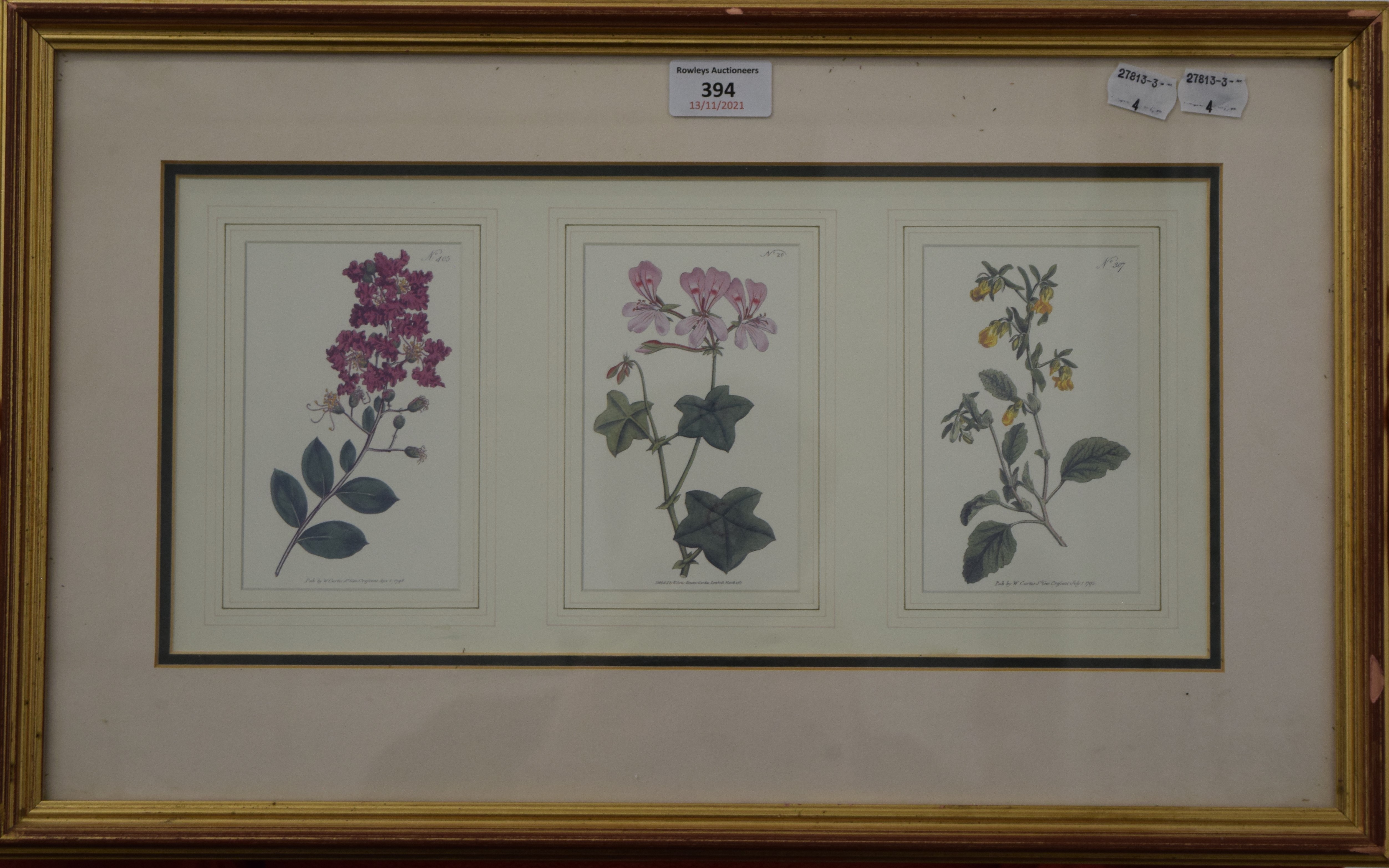 Botanical print, framed and glazed. 38 x 17.5 cm. - Image 2 of 2