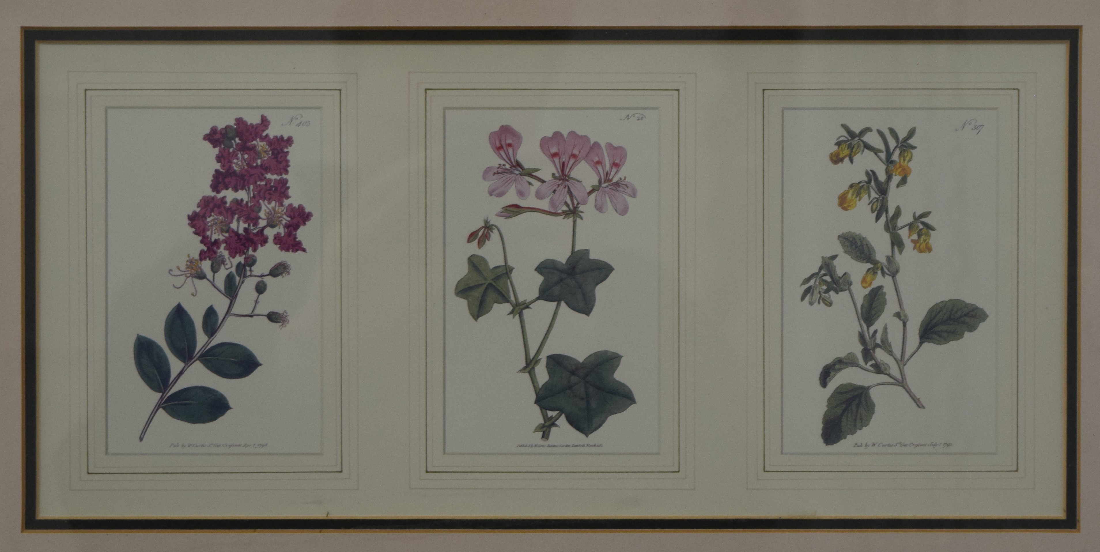 Botanical print, framed and glazed. 38 x 17.5 cm.