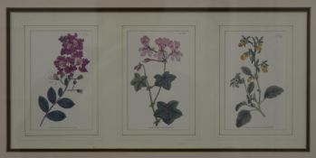 Botanical print, framed and glazed. 38 x 17.5 cm.