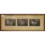 Two early 20th century framed photographs of dogs. The largest 59 cm wide.