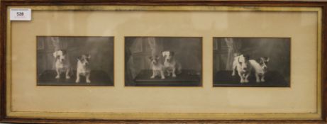 Two early 20th century framed photographs of dogs. The largest 59 cm wide.