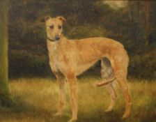 Study of a Whippet, oil on board, framed. 38 x 29.5 cm.