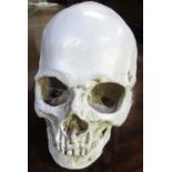 Composition model of human skull, with lose jaw bone H15cm