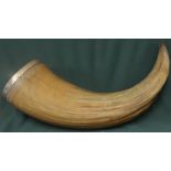 Extremely large bulls horn with engraved floral detail and border patterns, mounted with white metal