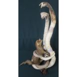 Taxidermy study of a mongoose fighting two white cobra (A/F)