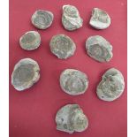 Selection of fossil ammonite specimens (10)