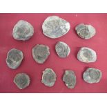Selection of fossil ammonite specimens (11)