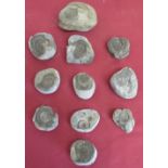 Selection of fossil ammonite specimens (11)