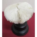 White mushroom coral specimen, mounted for display on circular base, H12cm