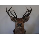 Taxidermy - ten point Stag head and neck, on shield shaped oak plaque, H132cm W78cm D72cm