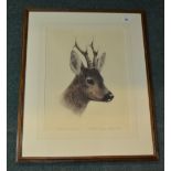 Kurt Meyer Eberhardt, roe deer buck head, original engraving, signed by the artist, framed, W56cm