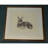 Kurt Meyer Eberhardt, roe deer fawn, original engraving, signed by the artist, framed, W54cm H50cm