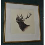 Kurt Meyer Eberhardt, red deer stag baying, original engraving, signed by the artist, framed,