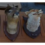 Taxidermy - snarling fox head and young roe deer, both heads on shield shaped mounts
