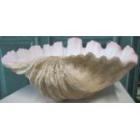 Large faux clam shell W54cm D40cm H25cm