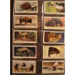 Folder containing a comprehensive collection of cigarette cards with studies of animals and birds