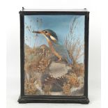 Property of a lady - taxidermy - a stuffed Kingfisher, in naturalistically dressed case.