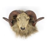 Property of a gentleman - taxidermy - a stuffed ram's head.