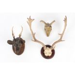 Property of a gentleman - a carved & painted wood deer's head with short antlers, probably late 19th