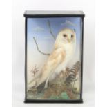 Property of a lady - taxidermy - a stuffed Barn Owl, in naturalistically dressed case.