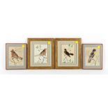 Property of a lady - two pairs of watercolour & bird feather pictures depicting birds on branches,