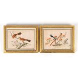 Property of a lady - a pair of 19th century Chinese paintings on pith paper depicting birds in