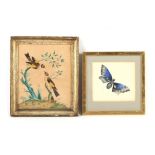 Property of a deceased estate - a 19th century watercolour depicting exotic birds on a shrub, 8.5 by