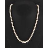 A certificated natural saltwater pearl single strand necklace, the seventy-six cream to golden