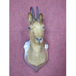 Taxidermy Stuffed Head, possibly Mountain Goat, mounted on hardwood shield, approximately overall