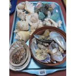 Sea Shells, ammonite's, minerals:- One Tray