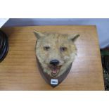 Taxidermy: a Fox's Head, mounted on an oak shield, (F.W. Bartlett Taxidermy, 23 High Street,