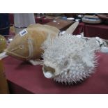 Puffer Fish, 38cm long, 23cm wide, 18cm high, carved wooden fish. (20