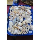 A Collection of Various Seashells, Coral, Star Fish, etc:- One Tray